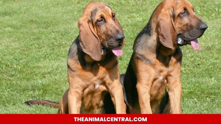 hound dog breeds