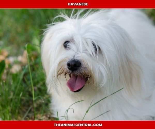 Havanese dogs
