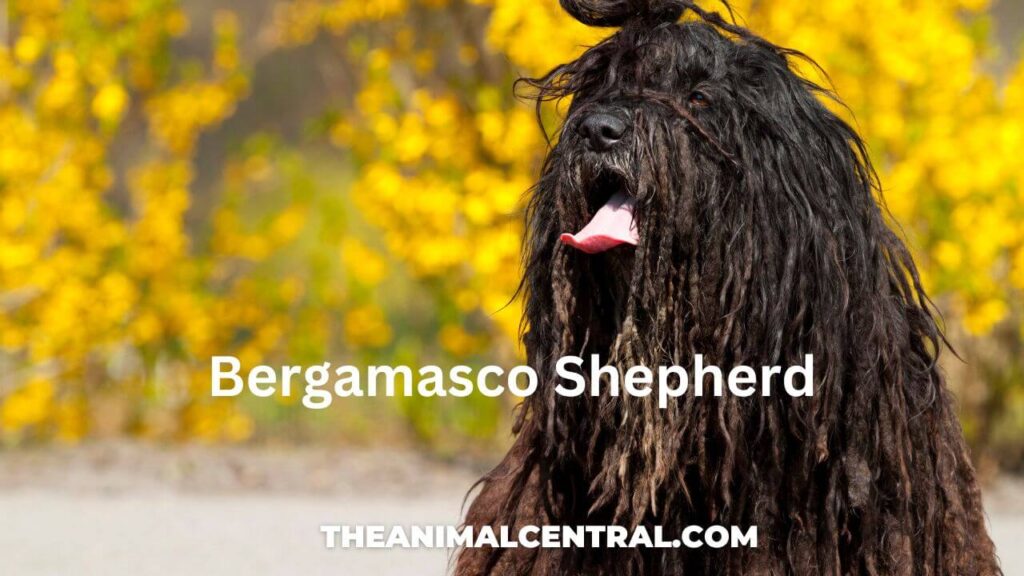 Bergamasco Shepherd
