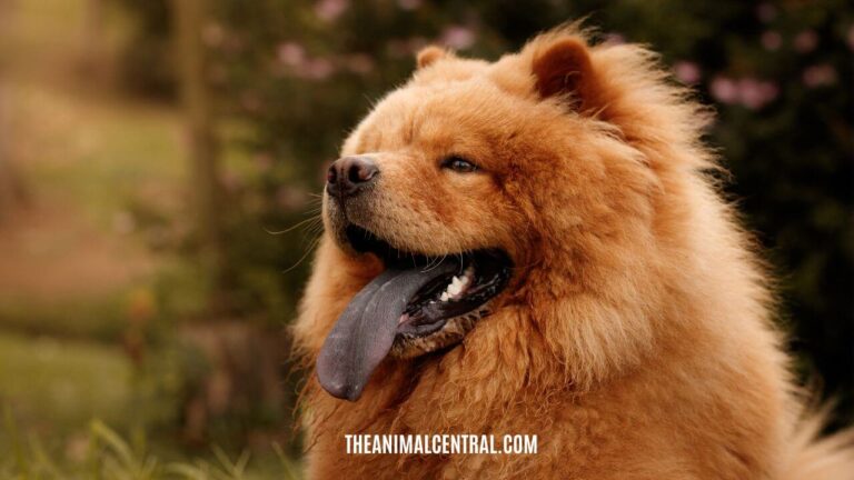 Chow Chow1