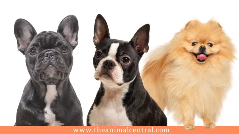 Dog Breeds for Apartment Living