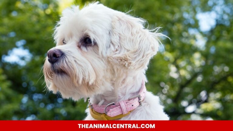 Havanese Dog Breed