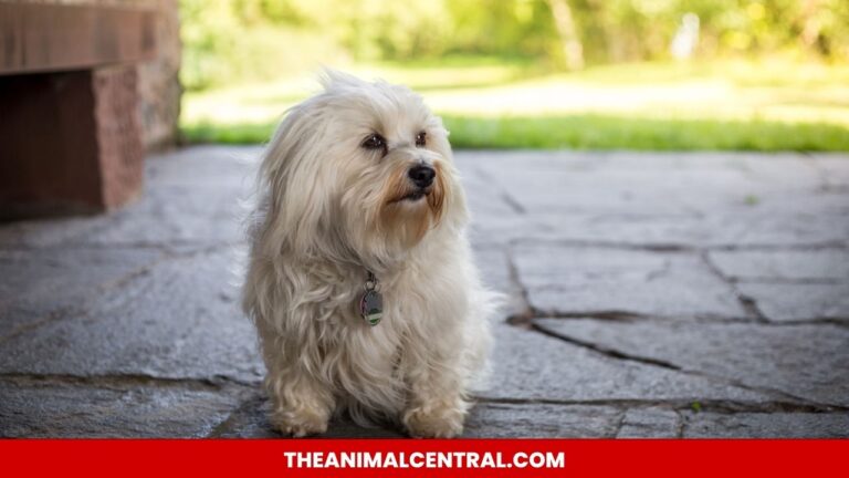 Havanese Dogs Bark a Lot