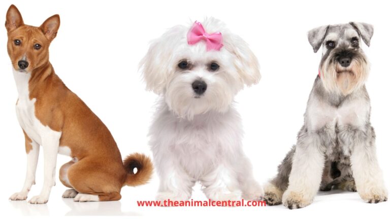 Hypoallergenic Dog Breeds