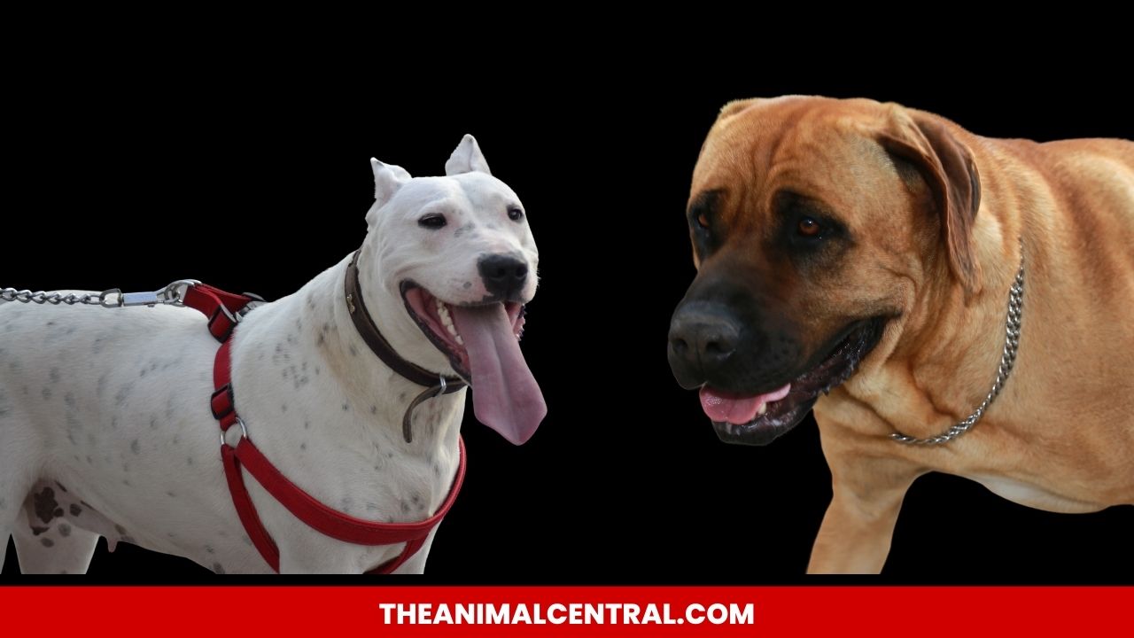 Breaking The Rules Meet The 10 Most Notorious Illegal Dog Breeds   Illegal Dog Breeds 