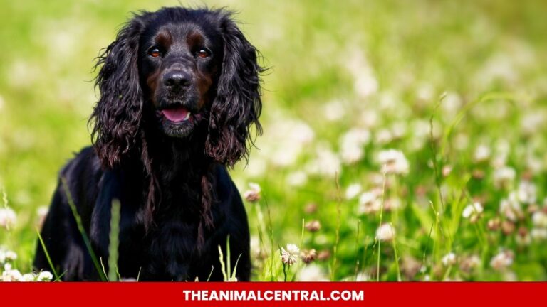 Medium Size Dog Breeds