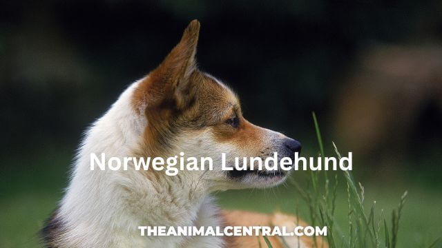 Norwegian Lundehund