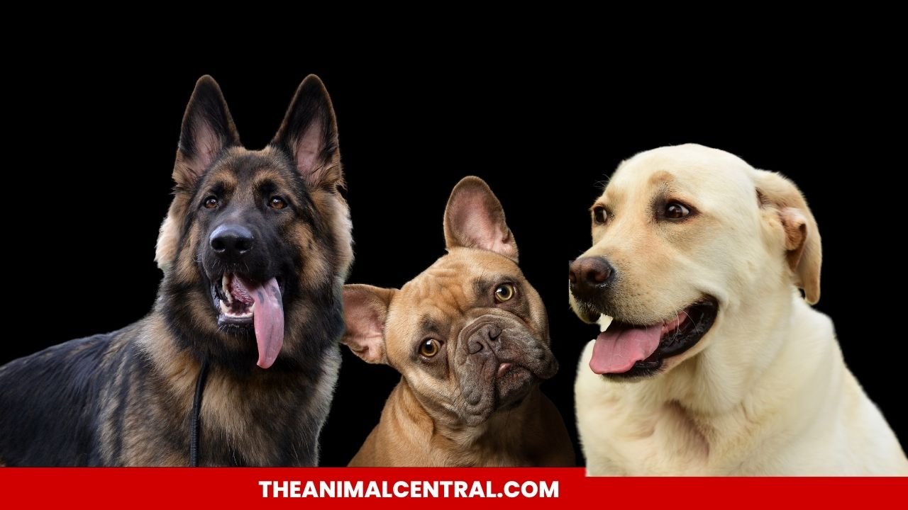 The Top 10 Most Popular Dog Breeds In America Theanimalcentral