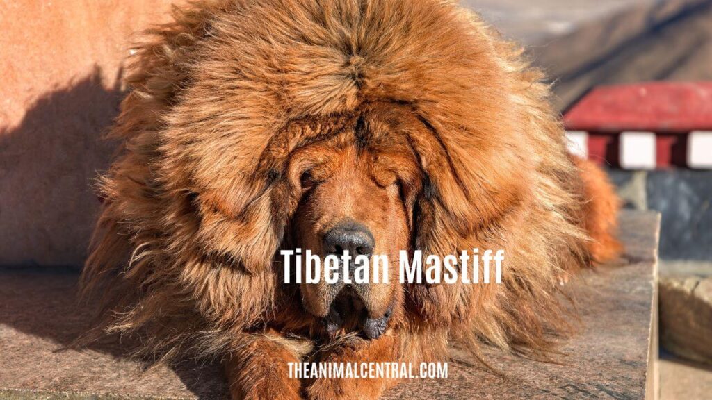 Tibetan Mastif1