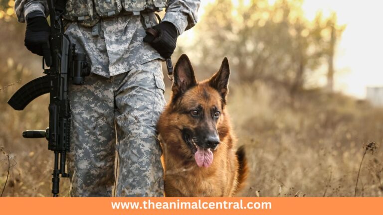 Top10 Military Dog Breeds