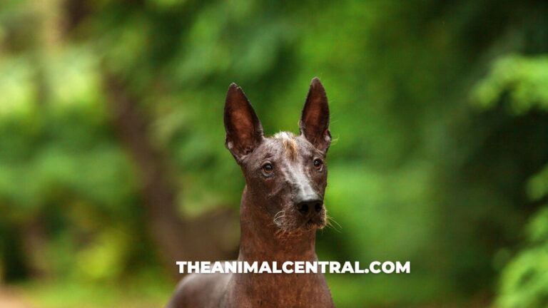 Xoloitzcuintli