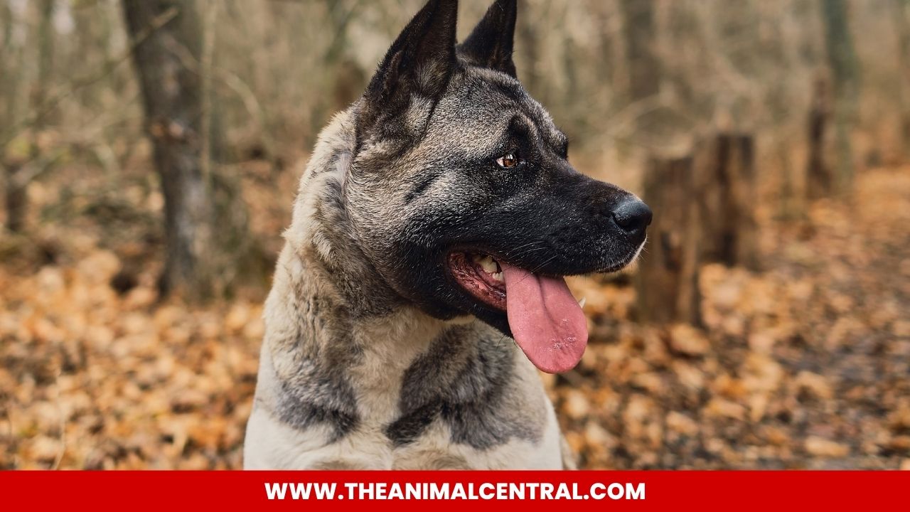 Everything You Need To Know About Akita Dogs 2023 - Theanimalcentral