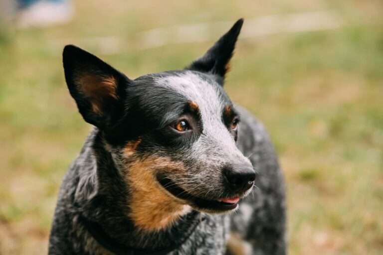 australian-cattle-dogs