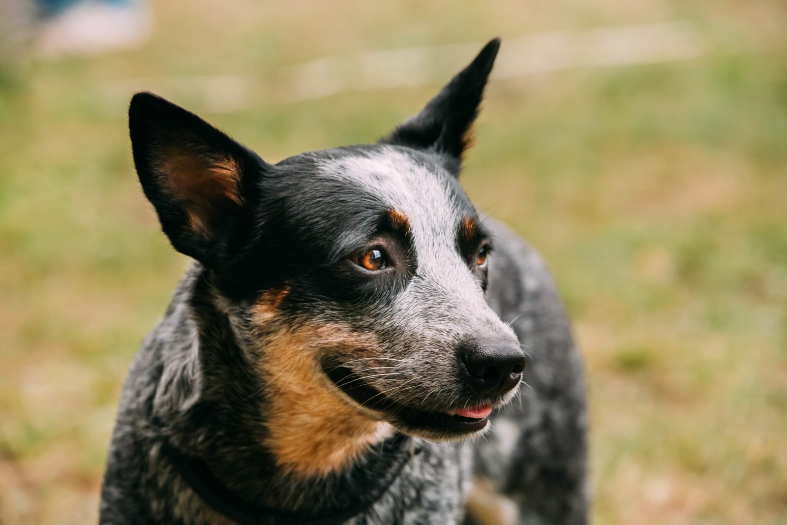 Australian Cattle Dogs A Comprehensive Guide 2023 Theanimalcentral