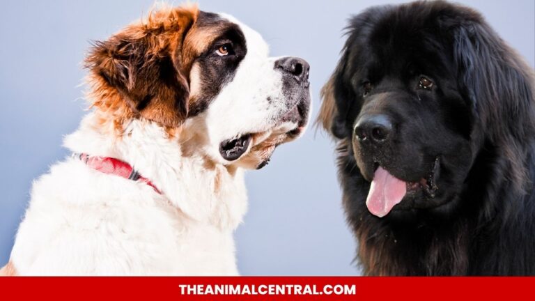 best large breeds for first time owners