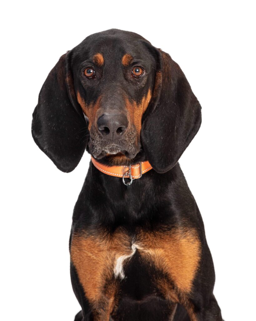 coonhound dog
