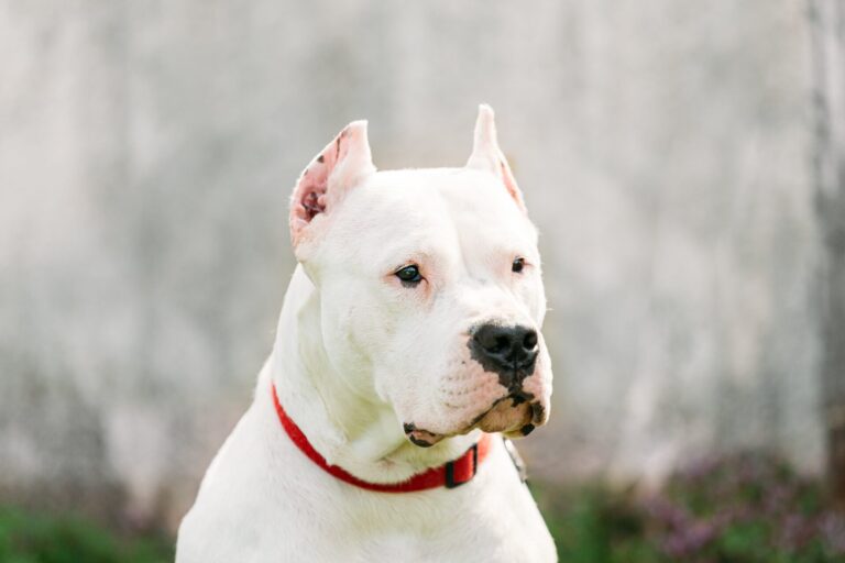 dogo argentino