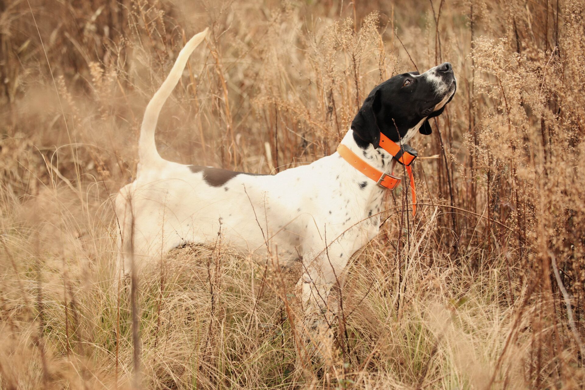 A Comprehensive Guide To The Most Popular Hunting Dog Breeds ...