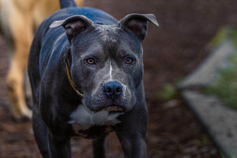 gray-pit-bull