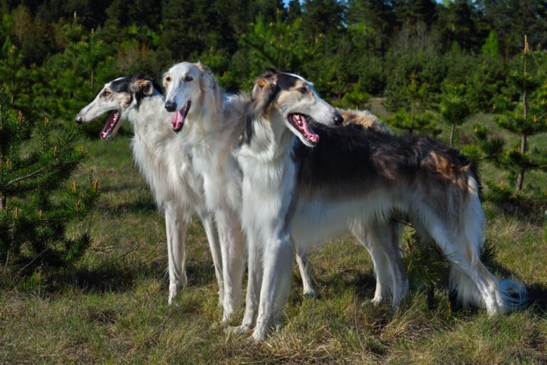 hunting-russian-wolfhound-dog