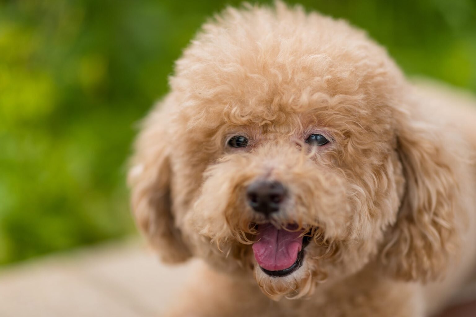 The Most Popular Hypoallergenic Dog Breeds 2023 Theanimalcentral