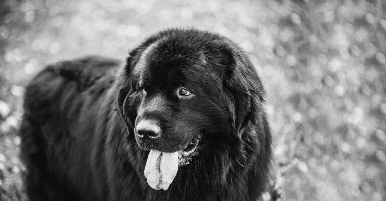 newfoundland dog