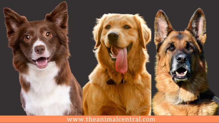 smartest dog breeds