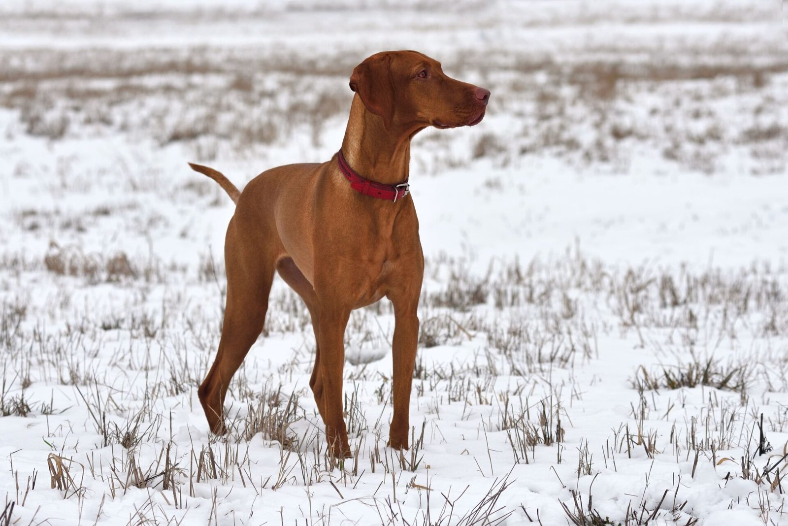 A Comprehensive Guide To The Most Popular Hunting Dog Breeds