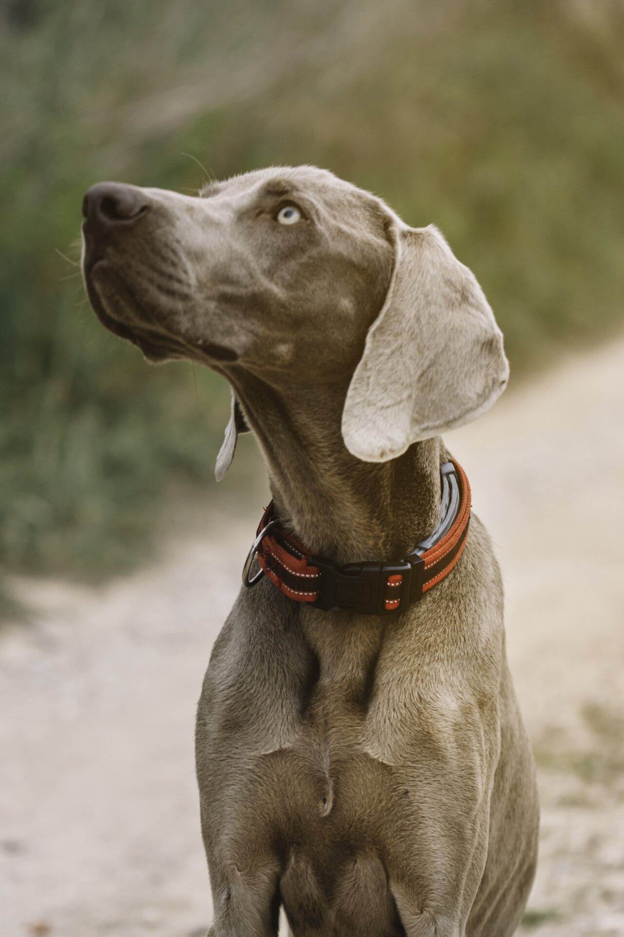 A Comprehensive Guide To The Most Popular Hunting Dog Breeds ...