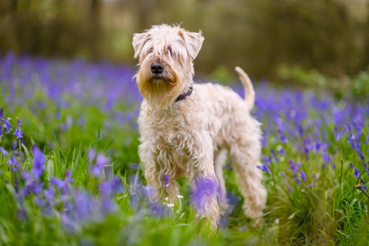 The Most Popular Hypoallergenic Dog Breeds 2023 - Theanimalcentral