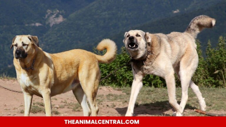 Kangal Shepherd dogs