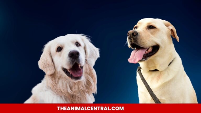 Labrador Retriever vs. Golden Retriever