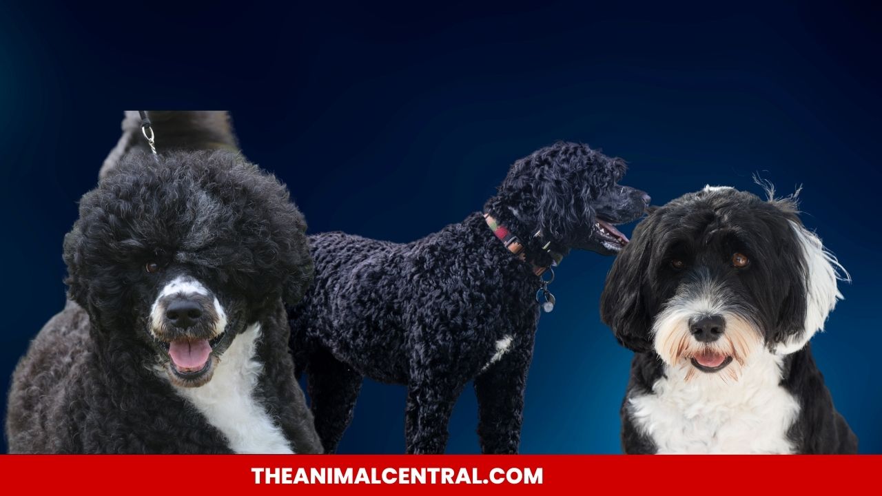 The Top 15 Smartest Dog Breeds In The World 2023 - Theanimalcentral