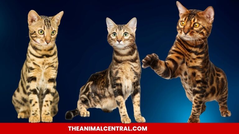 Bengal cats