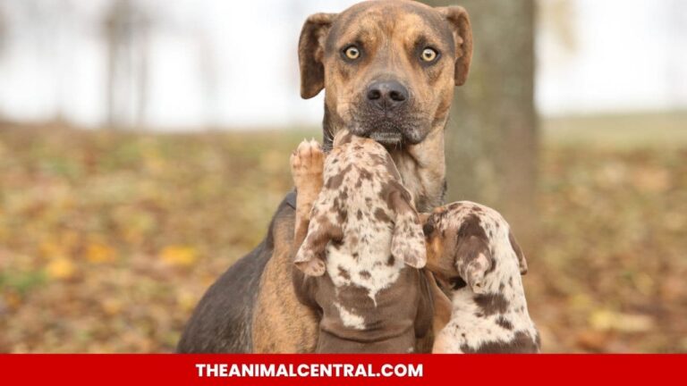 Catahoula-Leopard-Dog