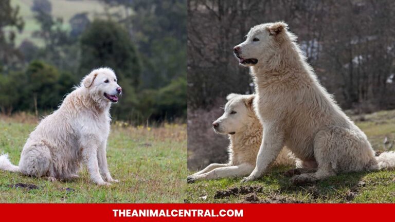 Maremma Sheepdog