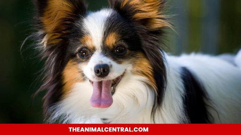 Papillon Dog-Breed