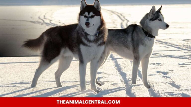 Siberian Huskies