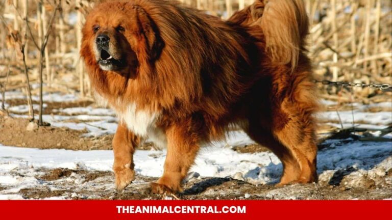 Tibetan Mastiff Dog