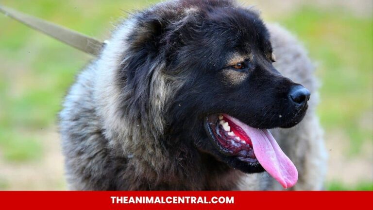 Caucasian Shepherd