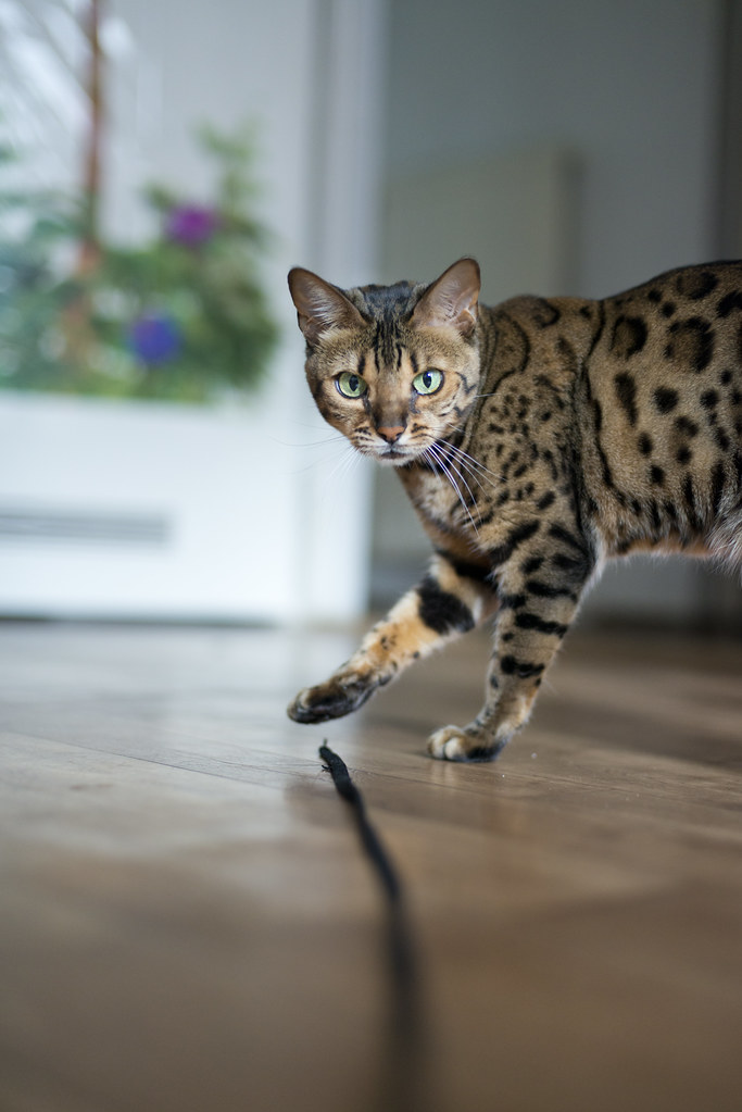 Feeding and Nutrition of Bengal Cats