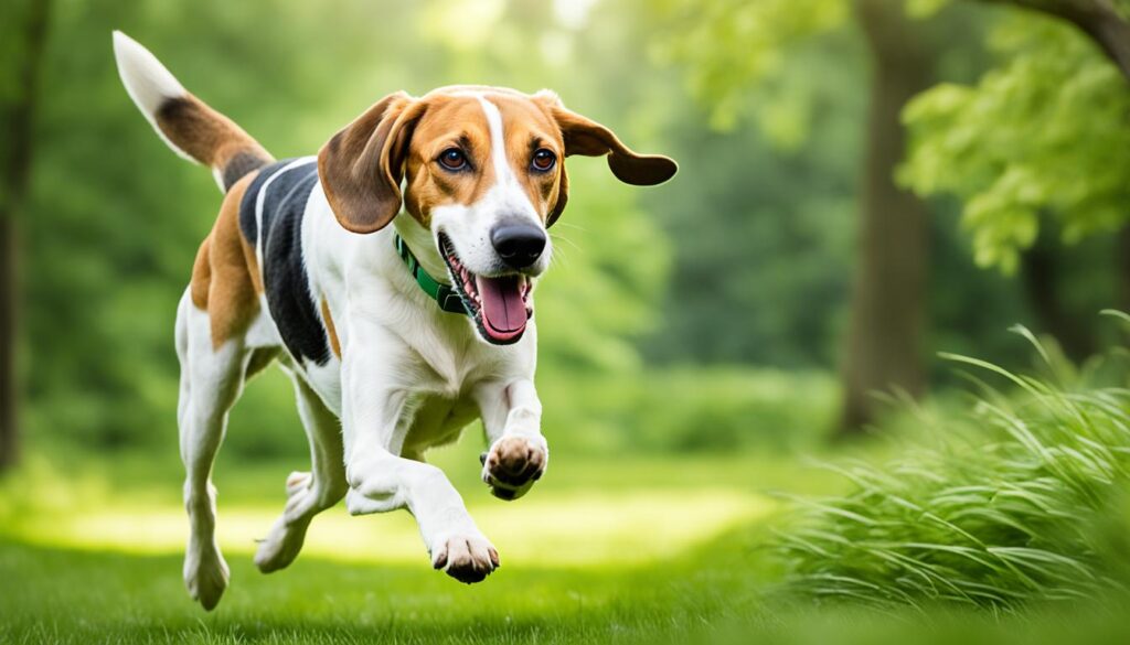 American Foxhound exercising