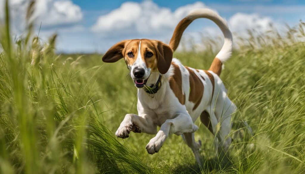 american foxhound training