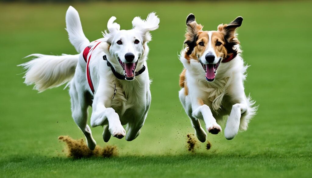 Borzoi exercise needs