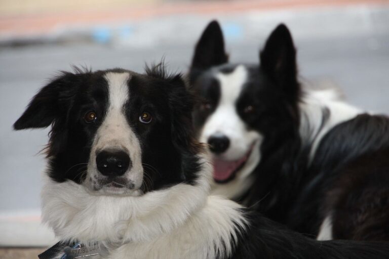 Border Collie