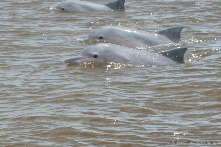 freshwater dolphin fish