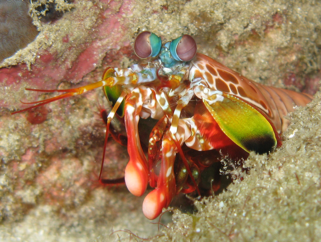 Discover the Mantis Shrimp Habitat: Ultimate Guide