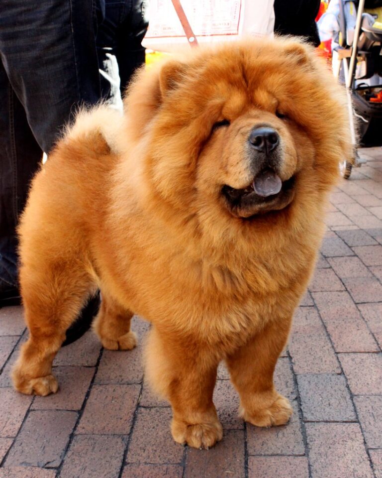 chow chow tongue