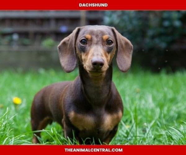 Dachshund