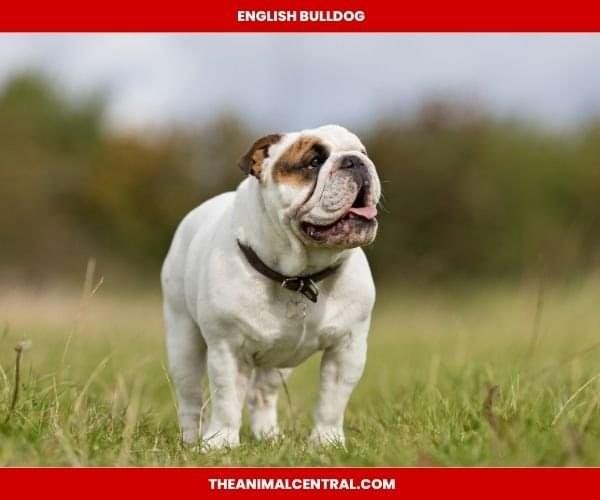 English Bulldog